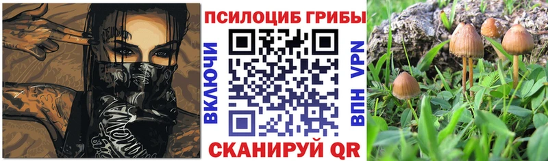 Псилоцибиновые грибы Psilocybe  kraken   Приволжский  купить  